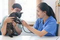 Pet care concept, Female veterinary use stethoscope to check breath of little kitten in vet clinic Royalty Free Stock Photo