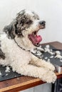 Cute white and black bichon frise dog in pet salon yawning