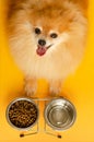 Pet care and feeding. ginger Pomeranian spitz do not eat. Royalty Free Stock Photo