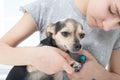 Pet care and hygiene. Veterinarian cuts the claws of a small dog toy terrier in the clinic