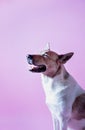 Cute funne mixed breed dog portrait on pink background