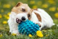 Pet care, playful happy dog puppy chewing a toy ball Royalty Free Stock Photo