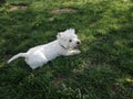 Pet care white dog Royalty Free Stock Photo