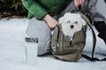 Pet care in winter cold season. Happy woman and Maltese dog in backpack walking, having fun and drinking hot tea Royalty Free Stock Photo