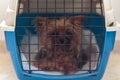 Pet carrier cage with dog closed inside Royalty Free Stock Photo