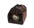 Pet carrier with cat Royalty Free Stock Photo