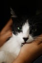 pet cat with beautiful green eyes biting the hand of a person Royalty Free Stock Photo