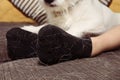 PET, CAT OR DOG HAIR ON BLACK SOCKS CLOTH DURING SHEDDING SEASON