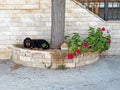 Pet Cat and Dog Resting Outside Stone House Royalty Free Stock Photo