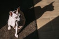 Pet Cat is a Don Sphynx in a ray of light with a shadow Royalty Free Stock Photo