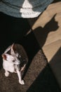 Pet Cat of the Don Sphynx in a ray of light with a shadow sits on a brown mat. Royalty Free Stock Photo