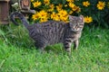 Pet cat on a farm Royalty Free Stock Photo