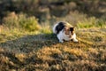 Pet Cat on Grass Stalking Hunting Watching