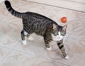 Pet cat with green eyes walks watching cautiously and intently