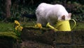 Pet cat investigates yellow watering can in garden