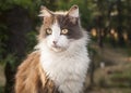 Pet Cat Royalty Free Stock Photo