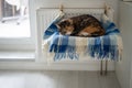 Pet cat lying on shelf on soft plaid next to warm radiator in modern cozy apartment