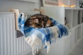 Pet cat lying on shelf on soft plaid next to warm radiator in modern cozy apartment Royalty Free Stock Photo