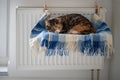 Pet cat lying on shelf on soft plaid next to warm radiator in modern cozy apartment