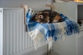 Pet cat lying on shelf on soft plaid next to warm radiator in modern cozy apartment Royalty Free Stock Photo