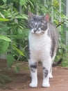 Pet cat outside porch bushes