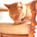 Pet, cat and paw for lick on chair with grooming, tongue and cleaning of fur on body in sun. Cute, ginger tabby and