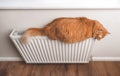 Pet cat relaxing in warm flat. Fluffy red cat on warm radiator. Big ginger domestic animal on white heater. Royalty Free Stock Photo