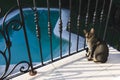 et cat sitting on balcony with swimming pool in the background Royalty Free Stock Photo