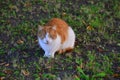 Pet cat sitting in grass Royalty Free Stock Photo