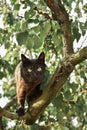 Pet cat, street cat sitting on tree branches, cat hunting, cat before jumping Royalty Free Stock Photo