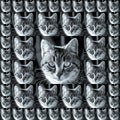 Pet Cat Wall Picture. Cats Pets Royalty Free Stock Photo