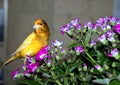 Pet cenar is thrilled with ultraviolet flowers