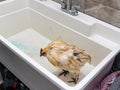 Pet Chicken getting a bath