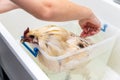 Pet Chicken getting a bath