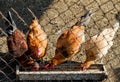 Pet chickens in the henhouse Royalty Free Stock Photo