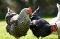 Pet chickens Royalty Free Stock Photo