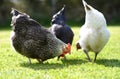 Pet chickens Royalty Free Stock Photo