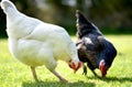 Pet chickens Royalty Free Stock Photo