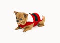 Pet Chihuahua Dog Royalty Free Stock Photo