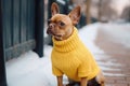 Pet clothes for walk outdoors. Warmly dressed dog in city street. French bulldog walking outside in cold snowy winter