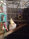 Pet Cockatiel Bella Pretty Bird