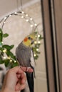 Pet.Cockatiel parrot.Funny parrots.Cockatiel pet.Bird with a crest.Cute animal.Funny bird.Cockatiel. Caring for pet.Bird.Animal. Royalty Free Stock Photo