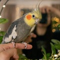 Pet.Cockatiel parrot.Funny parrots.Cockatiel pet.Bird with a crest.Cute animal.Funny bird.Cockatiel. Caring for pet.Bird.Animal. Royalty Free Stock Photo