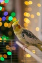 Cockatiel.Caring for pet.Bird.Animal.Feathered friend.Ornithology.Funny parrot.Wallpaper.Cute cockatiel.Home pet parrot.