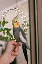 Pet.Cockatiel parrot.Funny parrots.Cockatiel pet.Bird with a crest.Cute animal.Funny bird.Cockatiel. Caring for pet.Bird.Animal. Royalty Free Stock Photo