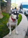 Pet concept. The black and white small dog, wearing a red collar. It is squinting and sitting on green grass to welcome tourists. Royalty Free Stock Photo