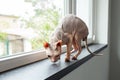 Pet concept. Sphynx cat walks on windowsill