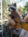 Pet raccoons