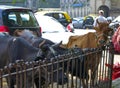 Pet the cow in the city