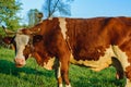 Pet, cow grazing on the meadow grass. Breeding cows in the countryside Royalty Free Stock Photo